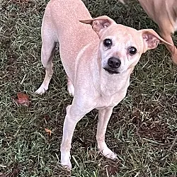 Manny, Chihuahua mix