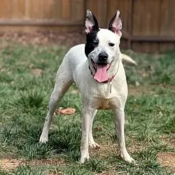 Parker - Louisiana Litter, Terrier (Unknown Type, Medium) Australian Cattle Dog mix