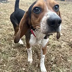 Rocky Beagle, Beagle