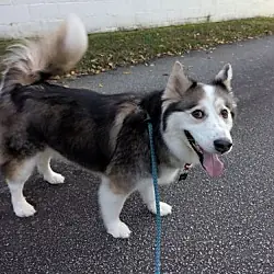 Luka, Siberian Husky