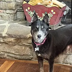 Medina, Siberian Husky mix