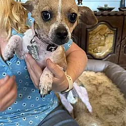 Lily the Chi, Chihuahua Jack Russell Terrier mix