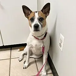 Lola b, Boxer Cattle Dog mix