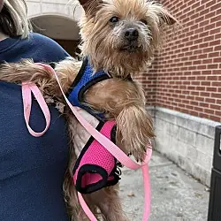 Tilly, Yorkie, Yorkshire Terrier