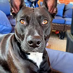 Darla, Shepherd (Unknown Type) Labrador Retriever mix