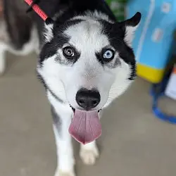 Ginger (Husky), Husky
