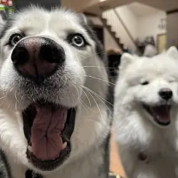 Wick, Husky