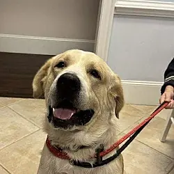 Cliff, Great Pyrenees Alaskan Malamute mix
