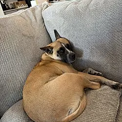 Mackey, American Pit Bull Terrier Cattle Dog mix
