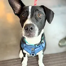 Horace (Bessie Litter), Cattle Dog Shepherd (Unknown Type) mix