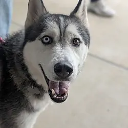 Hachi, Siberian Husky