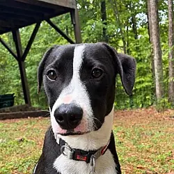 PoBoy - Zoey's Litter, Border Collie American Pit Bull Terrier mix