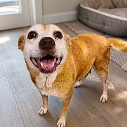 Lorelai Daisy, Retriever (Unknown Type) Beagle mix