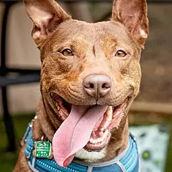 Day Day, Terrier (Unknown Type, Medium) Cattle Dog mix