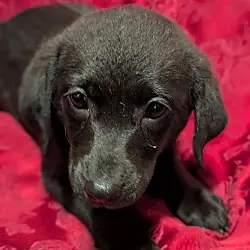 Ruin - Life of a Showgirl Litter, Labrador Retriever Golden Retriever mix