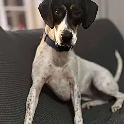 Liliana, Beagle Foxhound mix