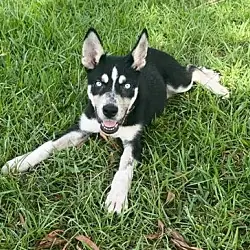 Cryo, Husky Cattle Dog mix