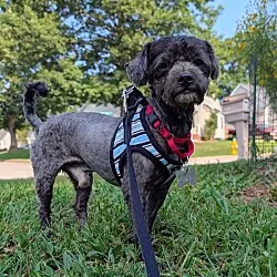 Pepper, Maltese Standard Schnauzer mix