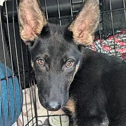 Louvre, German Shepherd Dog