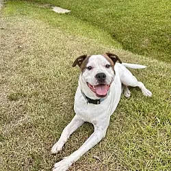 Salem, American Staffordshire Terrier Jack Russell Terrier mix