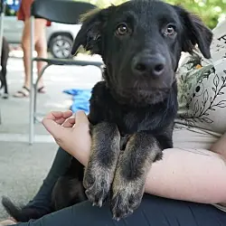 Dorian, Border Collie Shepherd (Unknown Type) mix