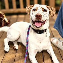 Freckles, Australian Cattle Dog Catahoula Leopard Dog mix