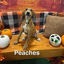 Peaches (P Litter), Doberman Pinscher Great Pyrenees mix
