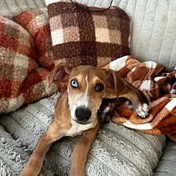 Penny - (P litter), Doberman Pinscher Great Pyrenees mix