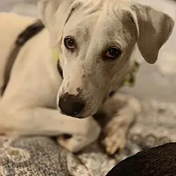 Bonita (Mama of P Litter), Great Pyrenees Hound (Unknown Type) mix