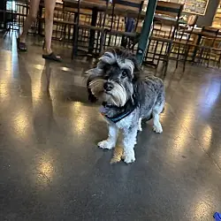 Cupcake, Maltese Dachshund mix
