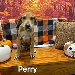 Perry (P litter), Doberman Pinscher Great Pyrenees mix