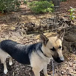 Harley (Planet mama), German Shepherd Dog Shepherd (Unknown Type)