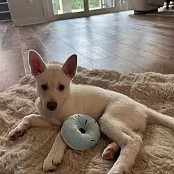 Dumplin - HaveLock Litter, Husky