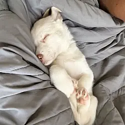 Chloe - HaveLock Litter, Husky