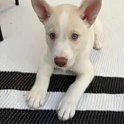 Buzz - HaveLock Litter, Husky
