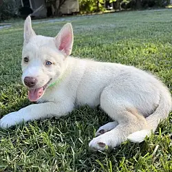 Woody - HaveLock Litter, Husky
