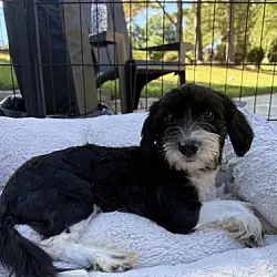 Bob, Terrier (Unknown Type, Medium) Dachshund mix
