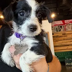 Blossom - 'B' Litter, Terrier (Unknown Type, Medium) Dachshund mix