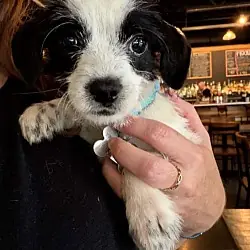 Bayley - 'B' Litter, Terrier (Unknown Type, Medium) Dachshund mix