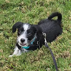 Brisa - 'B' Litter, Terrier (Unknown Type, Medium) Dachshund mix