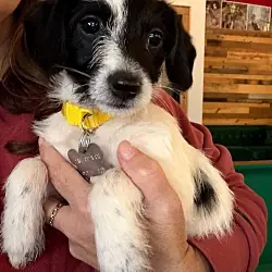 Bebe - 'B' Litter, Terrier (Unknown Type, Medium) Dachshund mix
