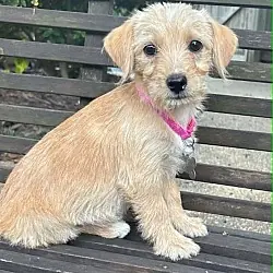 Bonnie - 'B' Litter, Terrier (Unknown Type, Medium) Dachshund mix