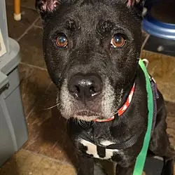 Darling Dottie, Labrador Retriever Terrier (Unknown Type, Medium)