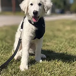 Sampson, Great Pyrenees