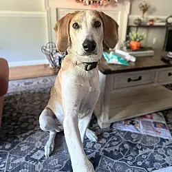 Hank, Foxhound