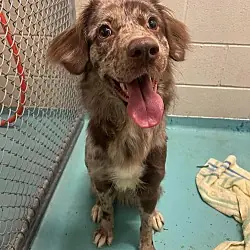 Maggie, Australian Shepherd