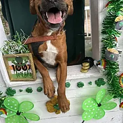 Mazie, Boxer mix
