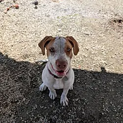 Windy, Brittany Hound (Unknown Type)