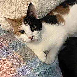 Chaos, Domestic Mediumhair