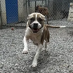 Suki, American Bulldog mix